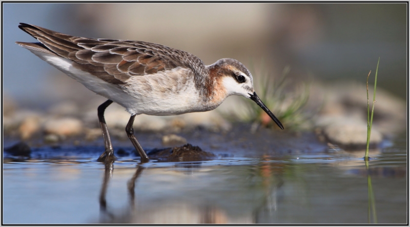 Wilson's Phalarope