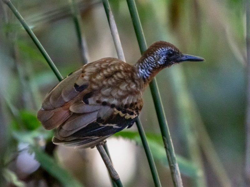 Wing-banded Antbird