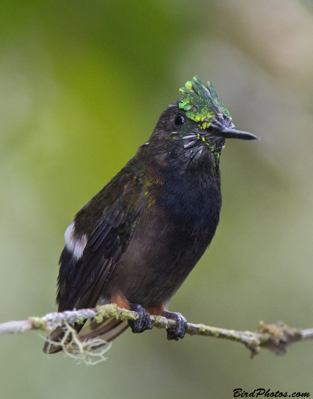 Wire-crested Thorntail