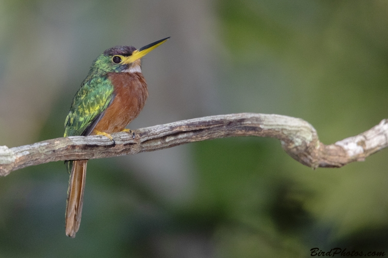 Yellow-billed Jacamar