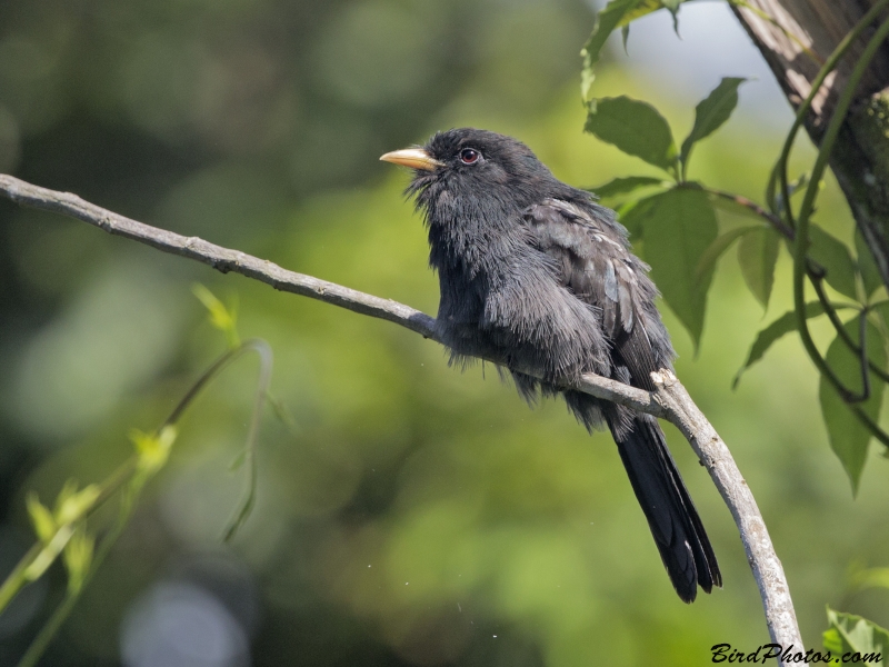 Yellow-billed Nunbird