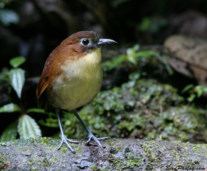 Yellow-breasted Antpitta