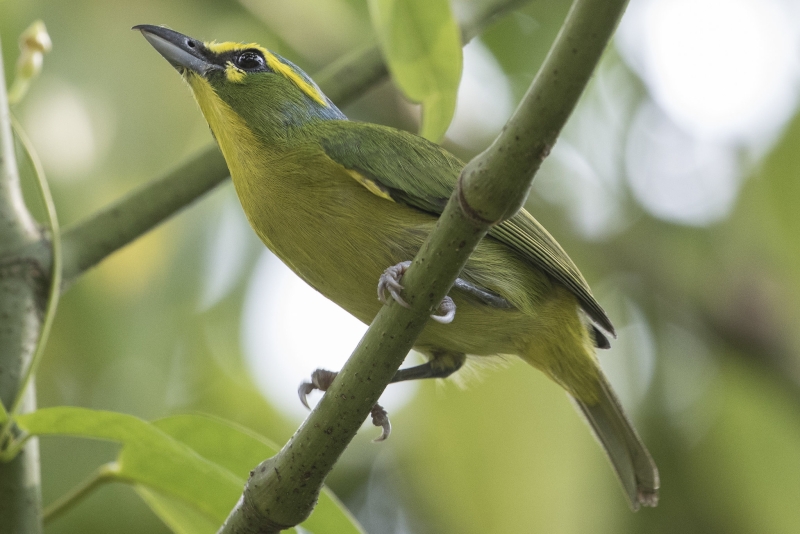 Yellow-browed Shrike-Vireo