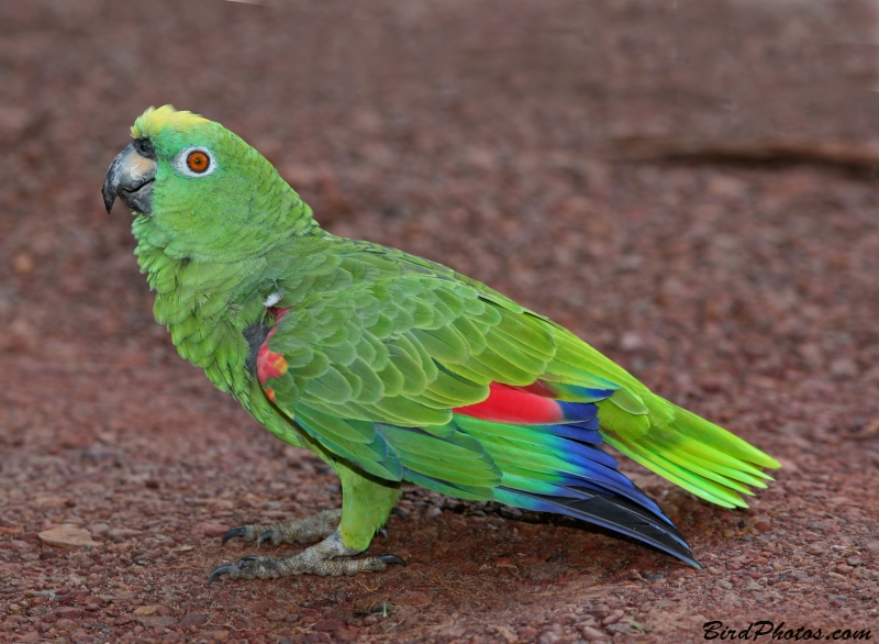 Yellow-crowned Amazon