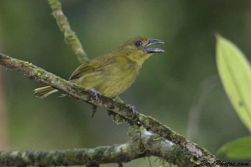 Yellow-lored Tanager