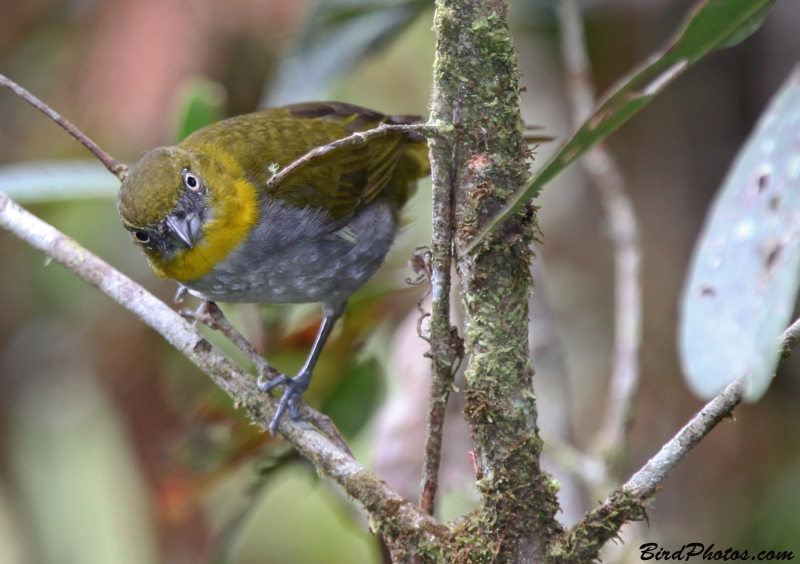 Yellow-throated Chlorospingus