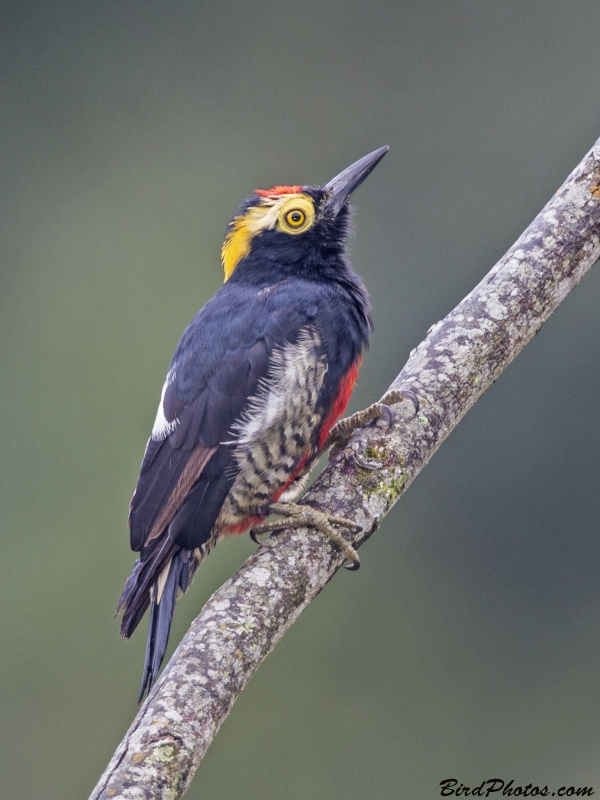 Yellow-tufted Woodpecker