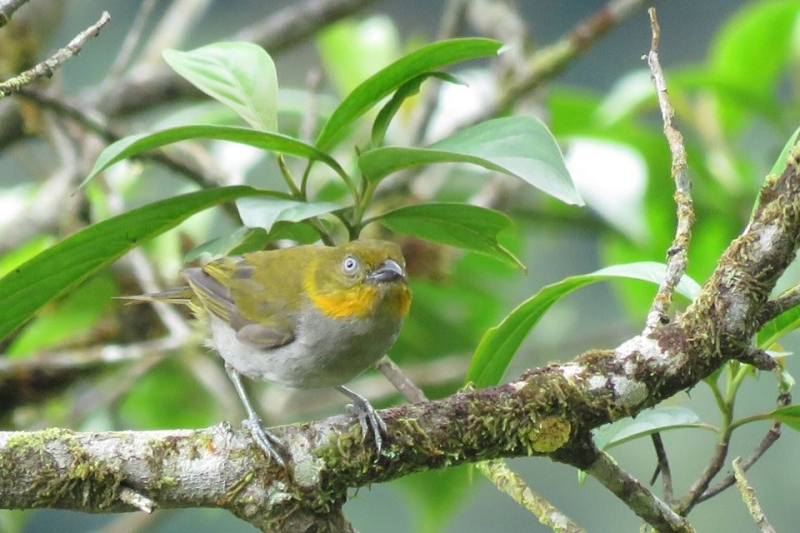 Yellow-whiskered Chlorospingus