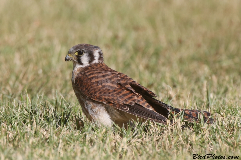 American Kestrel