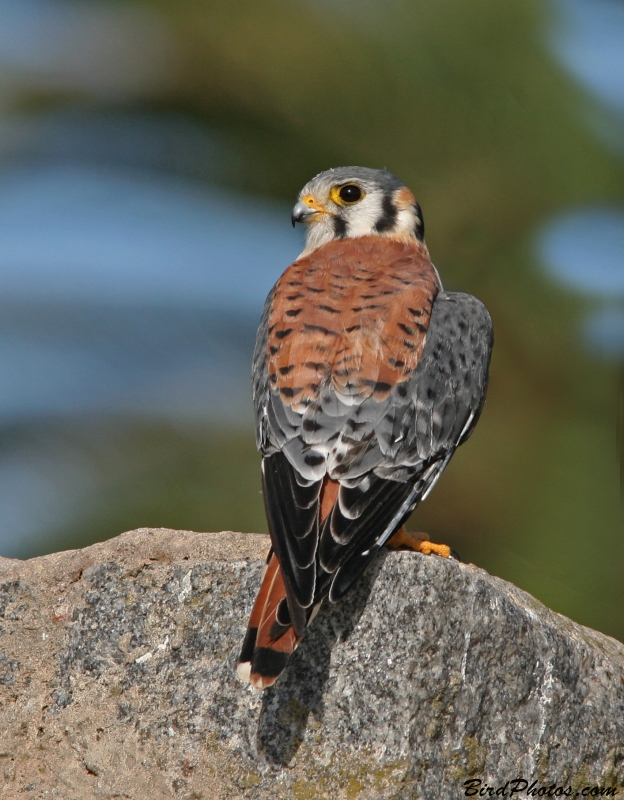 American Kestrel