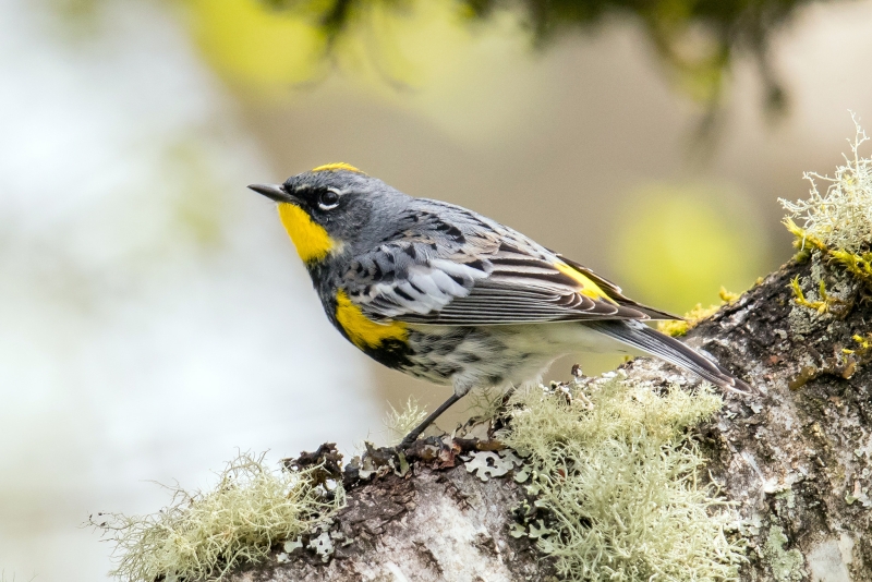 Audubon's Warbler