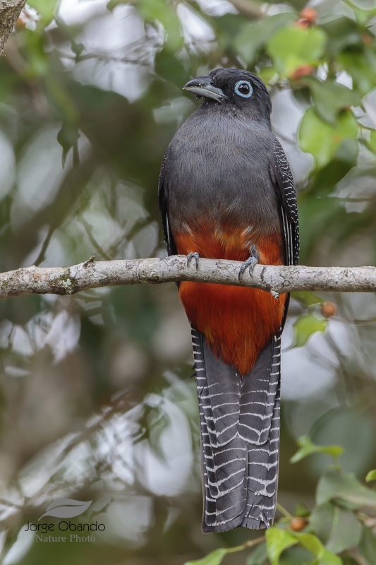 Baird's Trogon