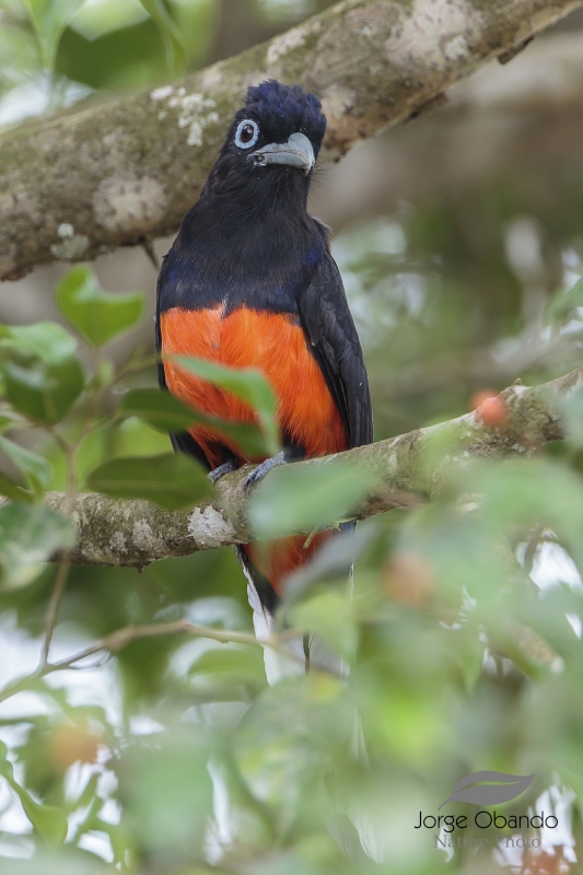 Baird's Trogon