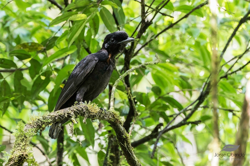 Bare-necked Umbrellabird