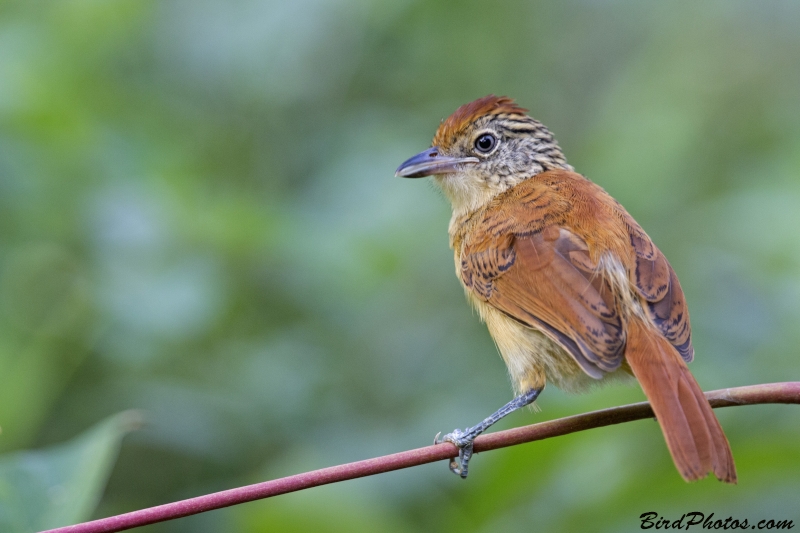 Barred Antshrike