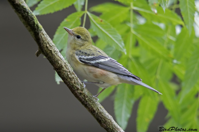 Bay-breasted Warbler