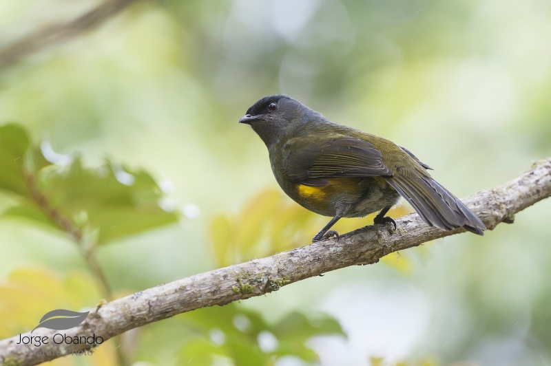 Black-and-yellow Phainoptila