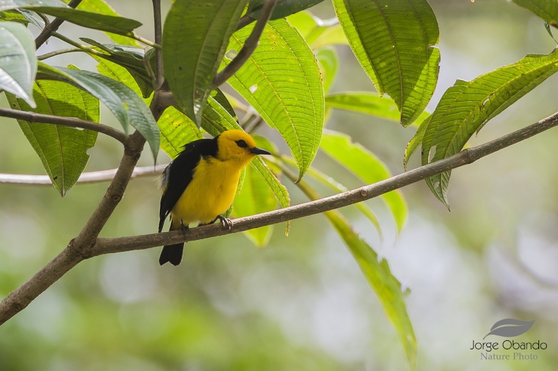 Black-and-yellow Tanager