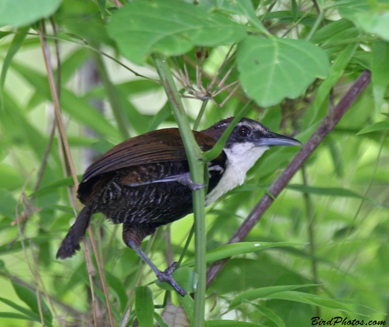 Black-bellied Wren