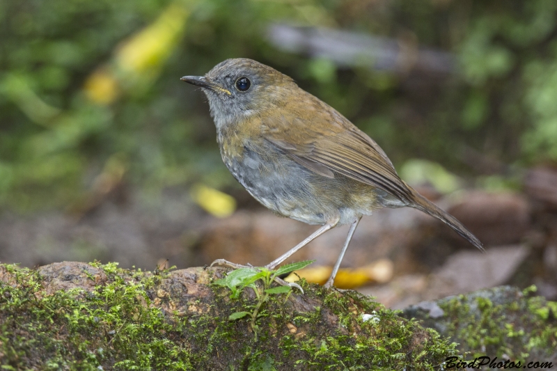 Black-billed Nightingale-Thrush