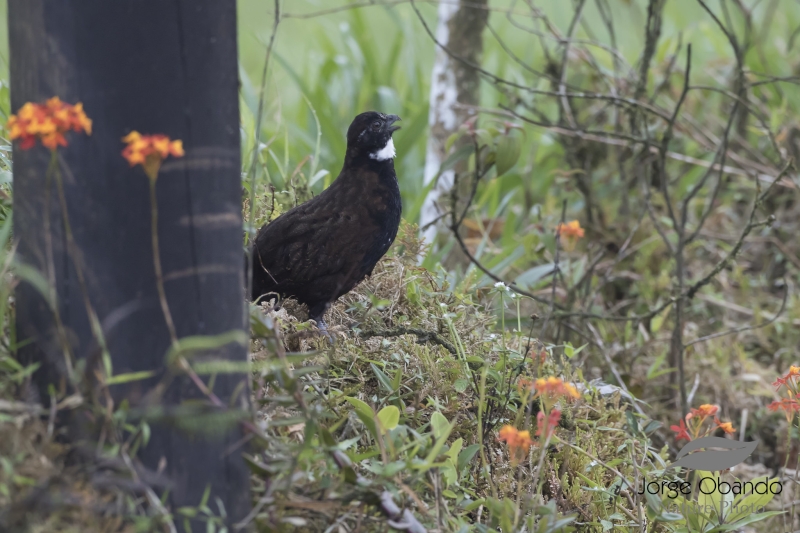 Black-breasted Wood Quail