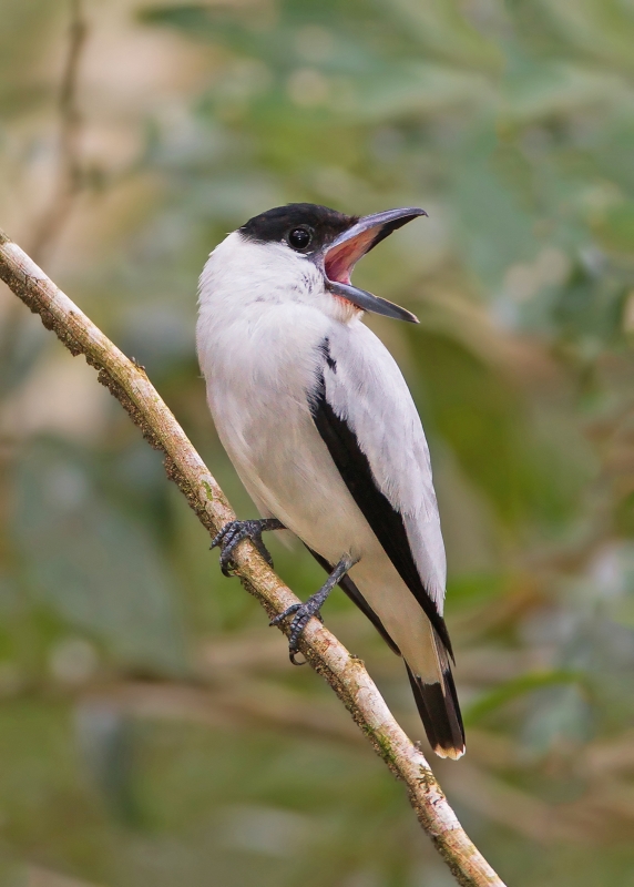 Black-crowned Tityra