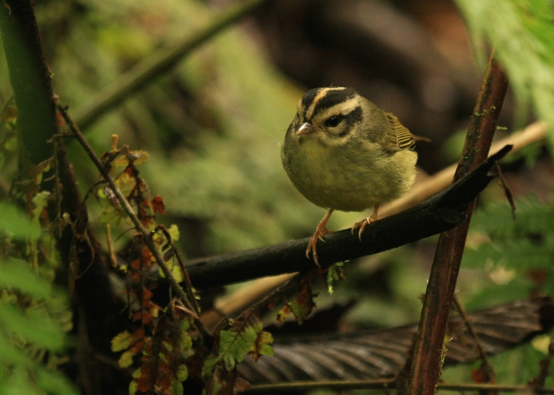 Black-eared Warbler