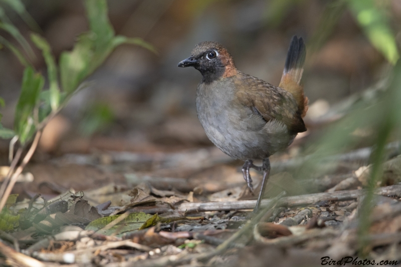 Black-faced Antthrush