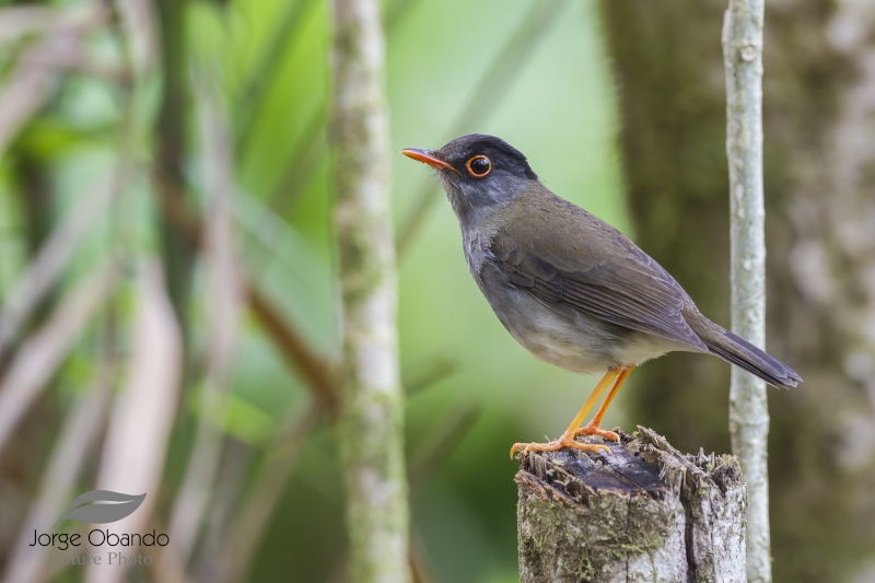 Black-headed Nightingale-Thrush