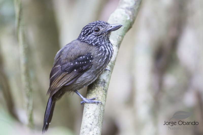 Black-hooded Antshrike