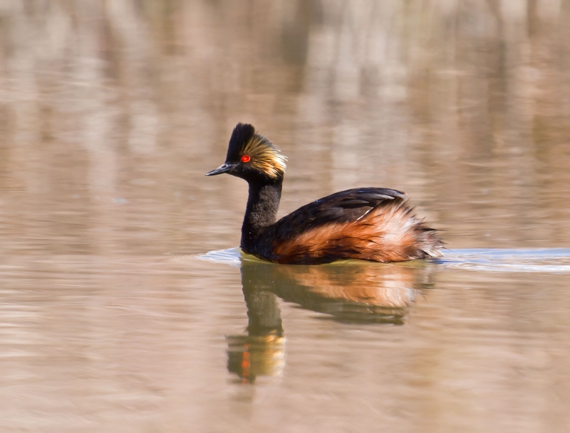 Black-necked Grebe