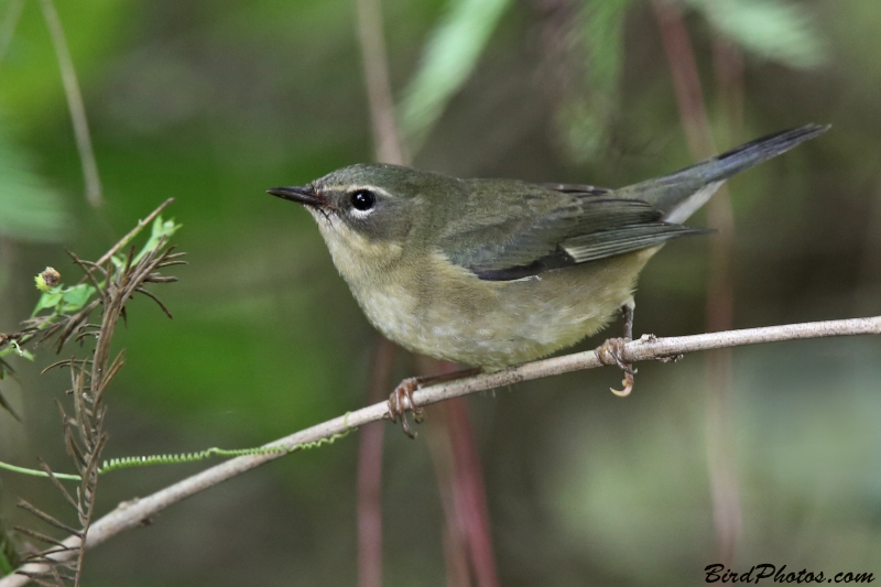 Black-throated Blue Warbler