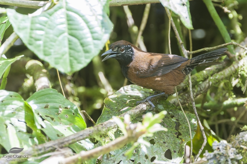 Black-throated Wren