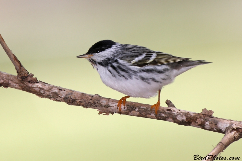 Blackpoll Warbler