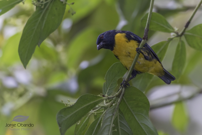 Blue-and-gold Tanager