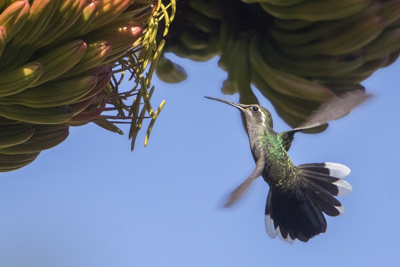 Blue-throated Sapphire