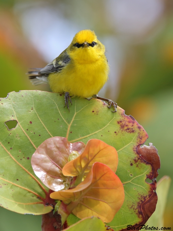 Blue-winged Warbler