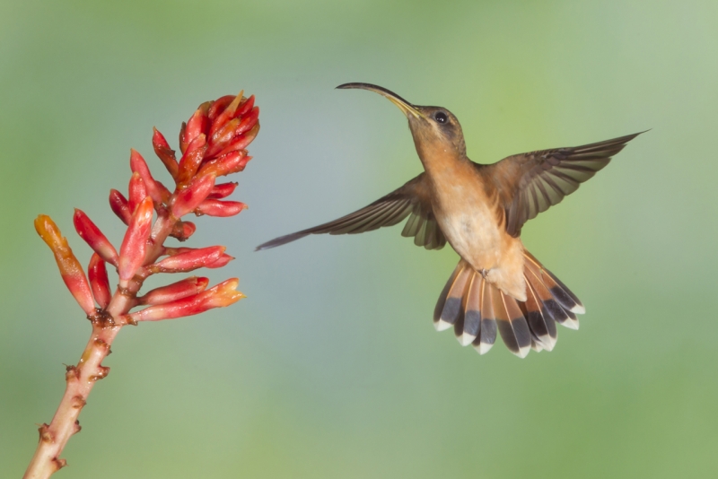 Bronzy Hermit