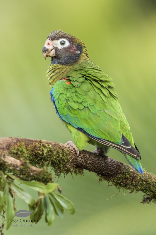 Brown-hooded Parrot