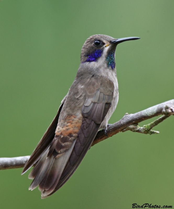 Brown Violetear