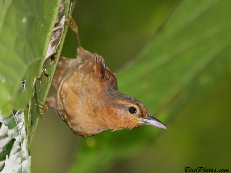 Buff-fronted Foliage-gleaner