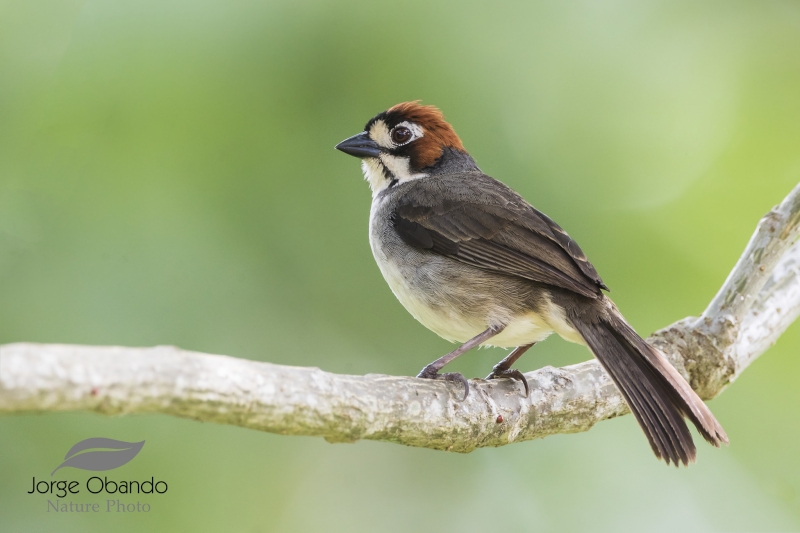 Cabanis's Ground Sparrow