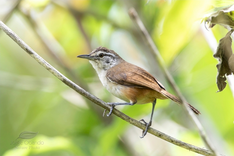 Cabanis's Wren