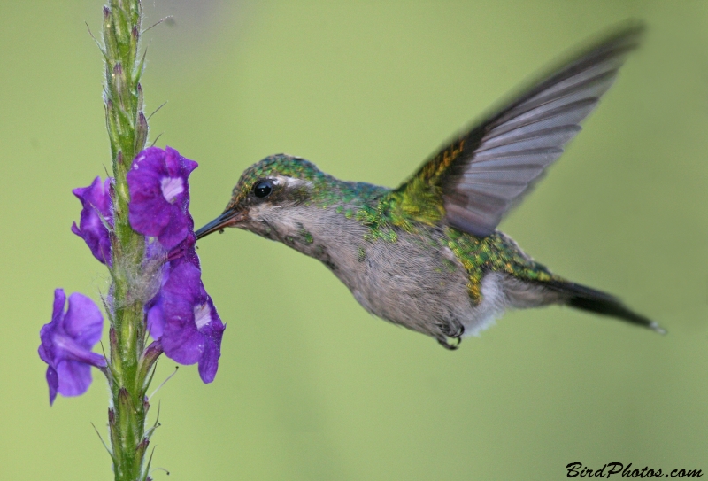 Canivet's Emerald