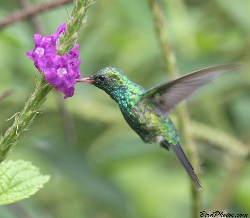 Canivet's Emerald