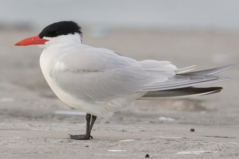 Caspian Tern