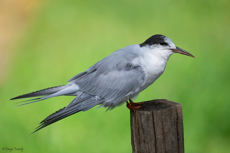 Caspian Tern