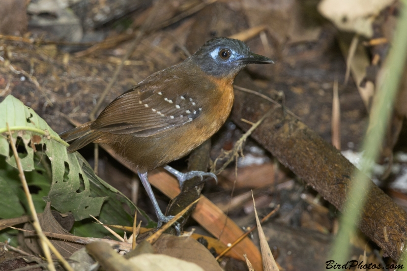 Chestnut-backed Antbird