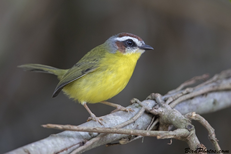 Chestnut-capped Warbler