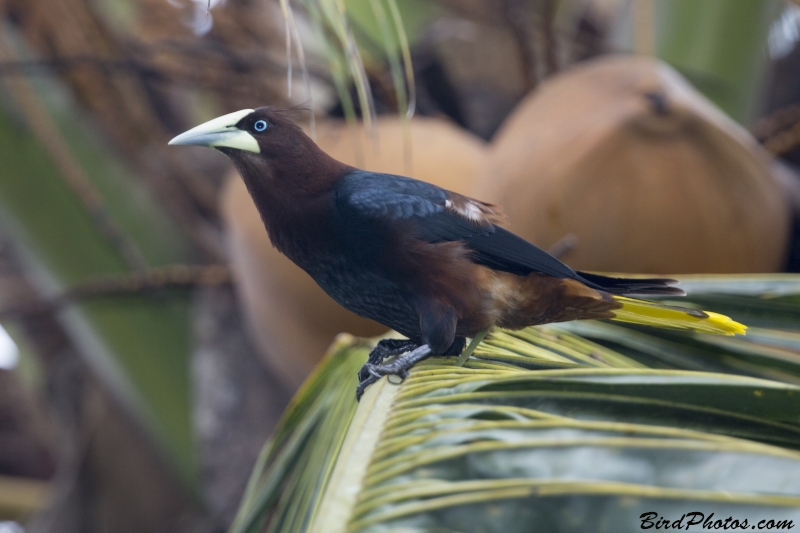 Chestnut-headed Oropendola